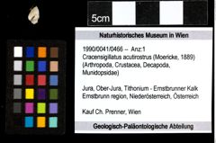 Foto (Objekt + Etiketten) von Cracensigillatus acutirostrus (Moericke, 1889) 